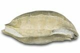 Fossil Tortoise (Stylemys) Shell - Wyoming #299820-2